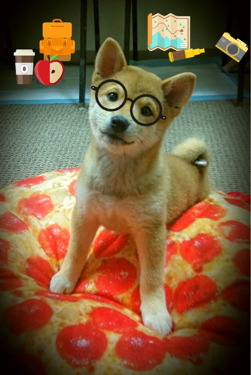 九游娱乐官网 (jiuyou)-WRC冬季赛：冰雪赛道中的极速比拼，冰雪赛车比赛视频